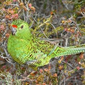 Eastern ground parrot