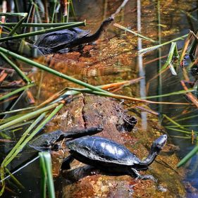 Eastern snake-necked turtle