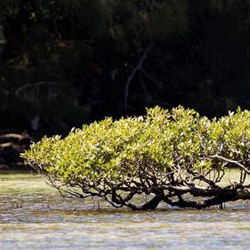 Mangrove