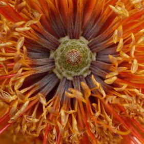 Heath banksia