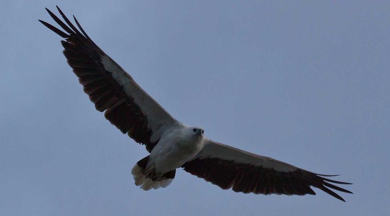 White-bellied sea-eagle.