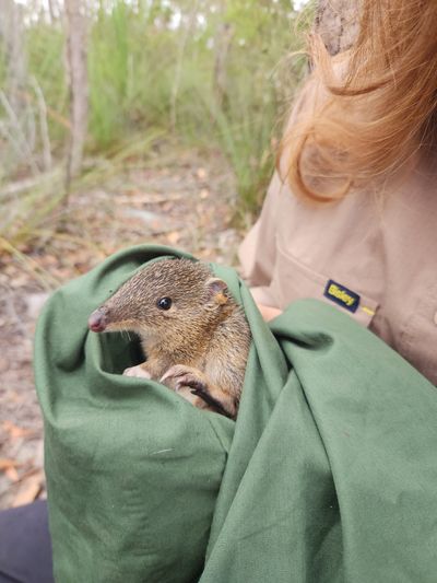 A male southern brown bandicoot being held by a ranger.