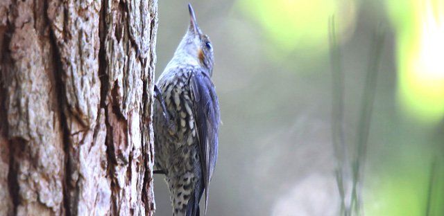 White-throated treecreeper.