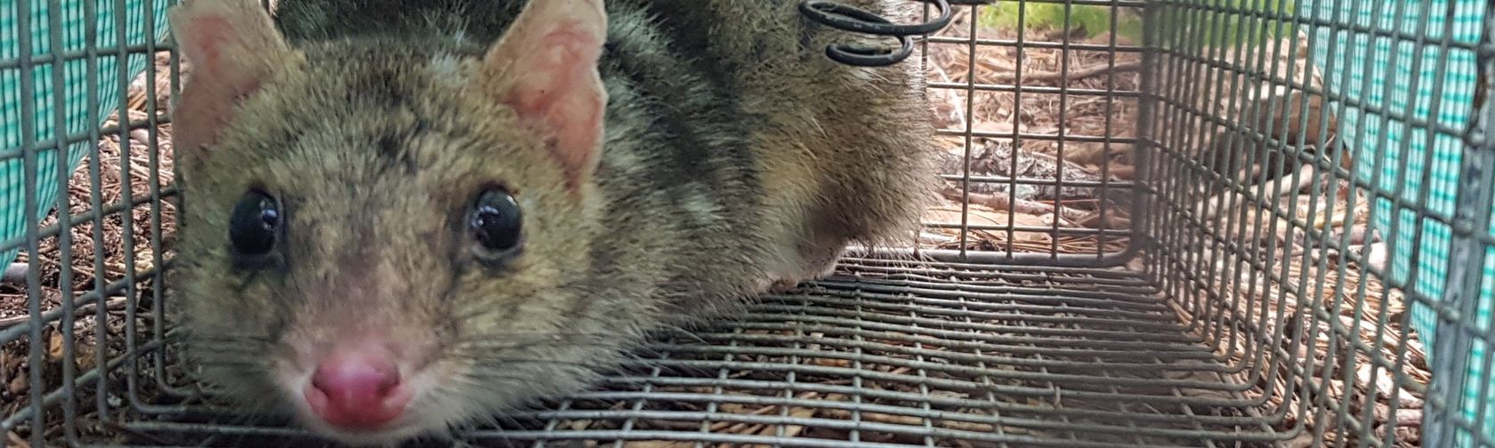 A trapped quoll about to have its health check