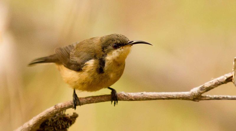 Eastern spinebill.