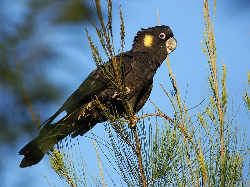 Yellow-tailed black cockatoo.