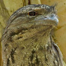 Tawny frogmouth