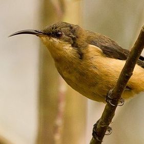 Eastern spinebill