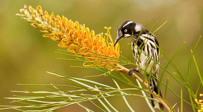 New Holland honeyeater.