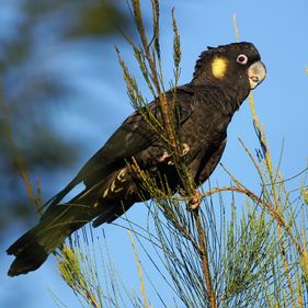 Yellow-tailed black cockatoo