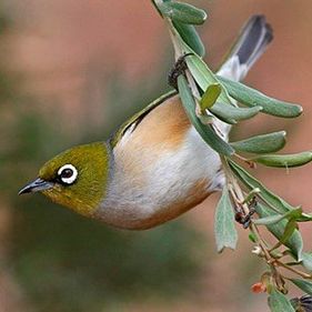 Silvereye