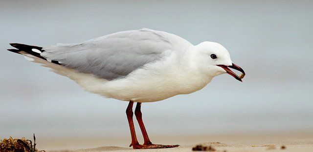 Silver gull.