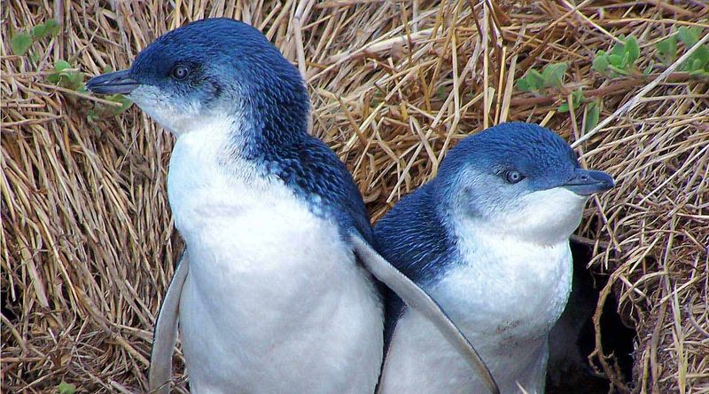 Tiny penguins inhabit Booderee National park.