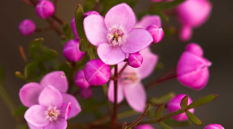 Pinnate boronia.