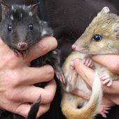 Eastern quolls