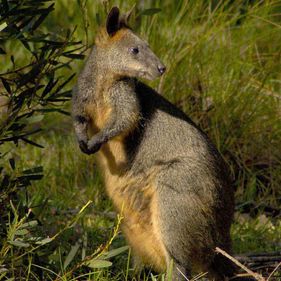 Swamp Wallaby