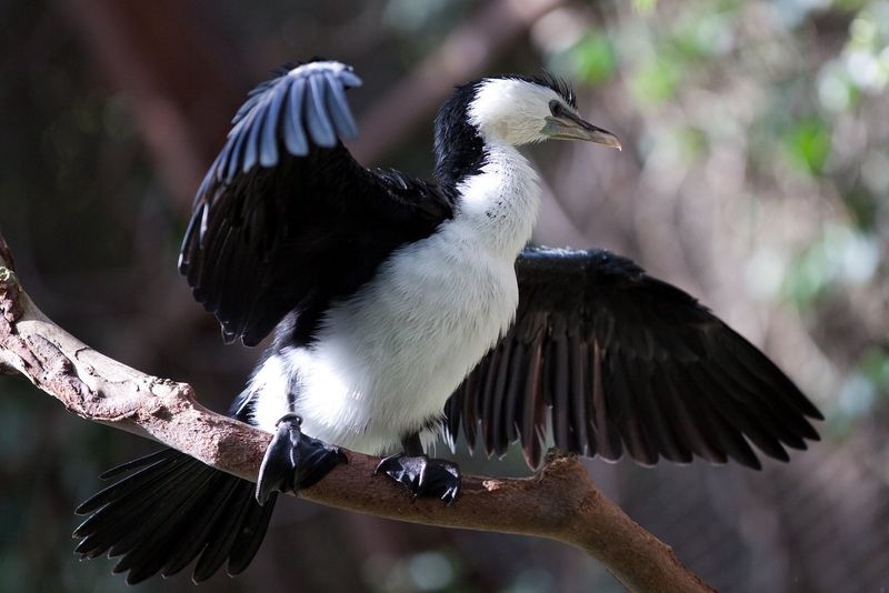 Little pied cormorant.