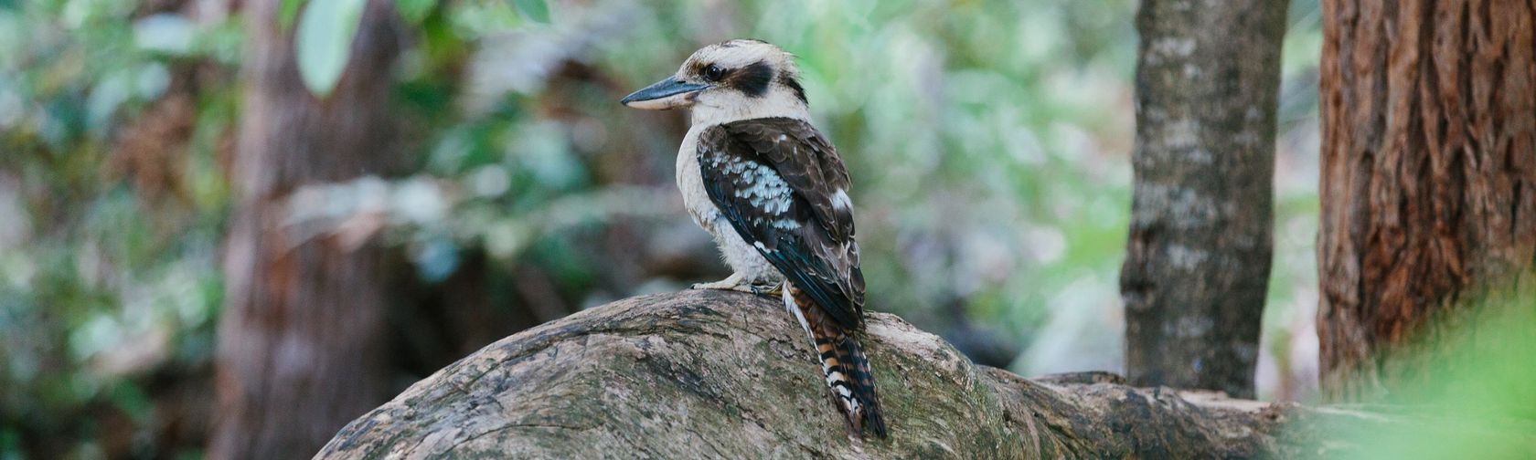 Kookaburra