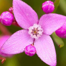 Pinnate boronia