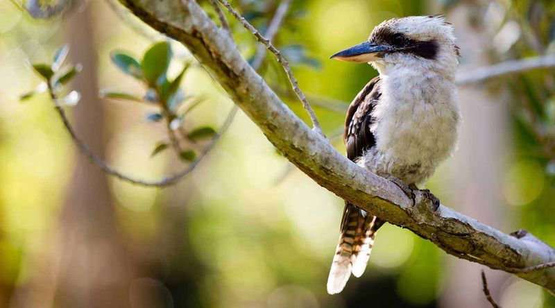 Kookaburra.