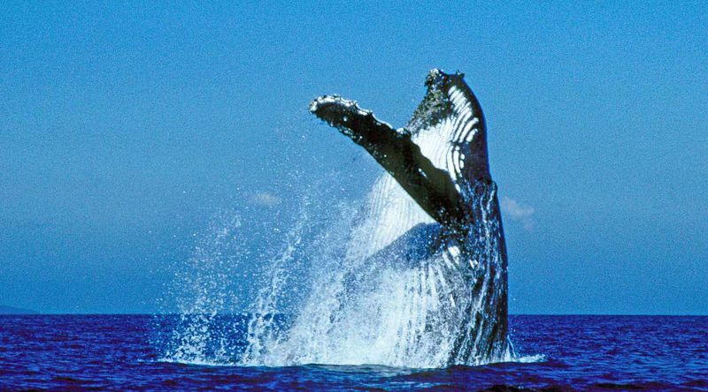 Humpback whale.