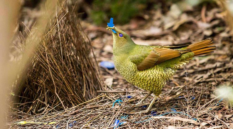 The Satin Bowerbird, Booderee National park.