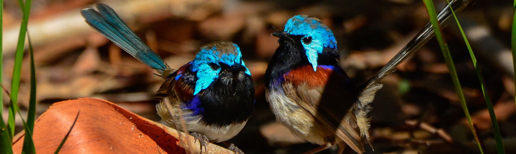 Variegated fairy wrens