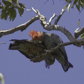 Gang-gang cockatoo