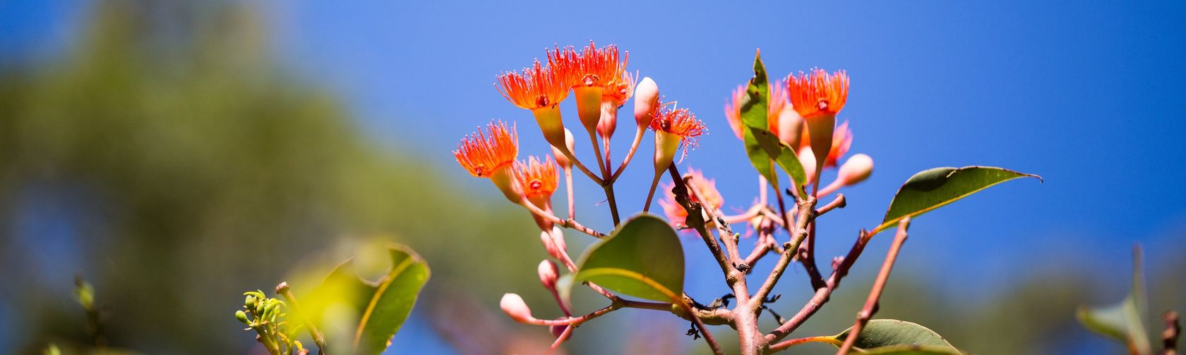 Bloodwood