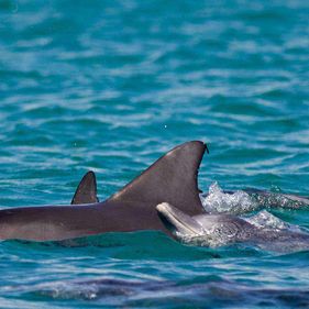 Bottle-nosed dolphin