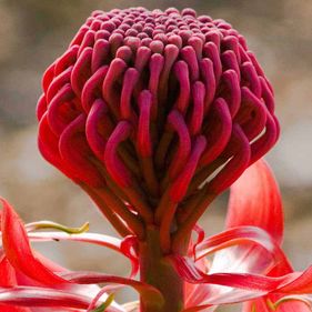 Waratah