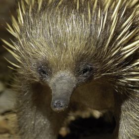 Echidna