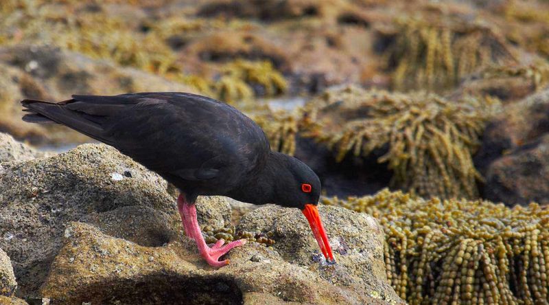 Sooty oystercatcher.