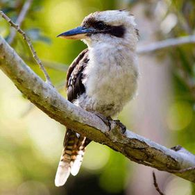 Kookaburra