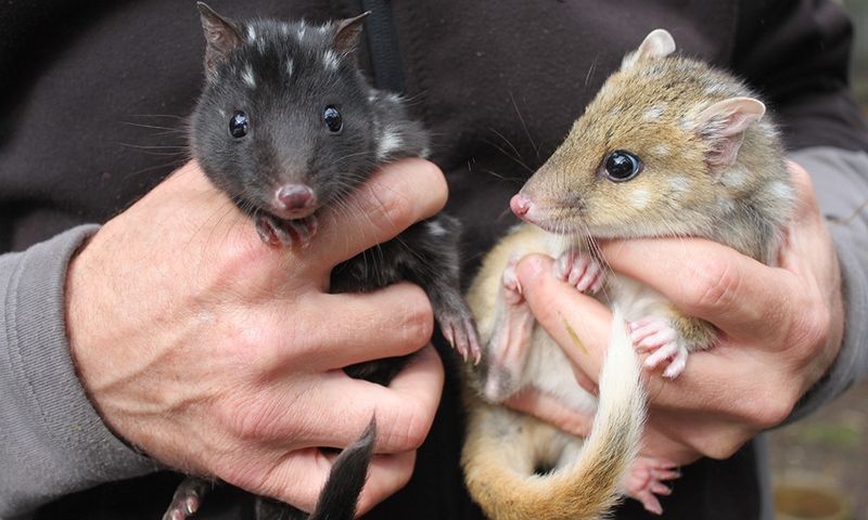 Eastern quolls.