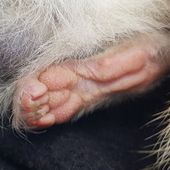 Bruce the quoll's hind foot. While the other five quoll species have five toes| the eastern quoll has only four| missing a halux (big toe).