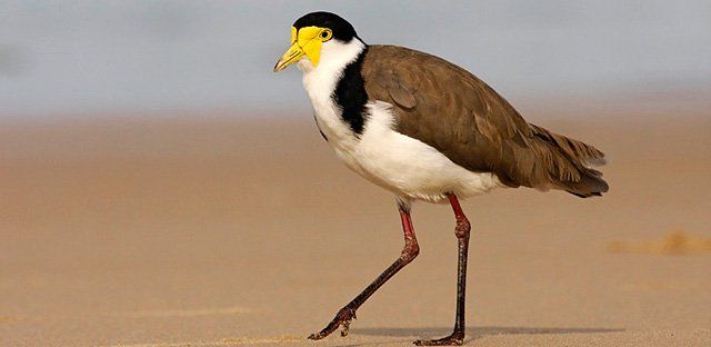 Masked lapwing.