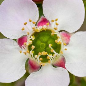 Round-leaved tea-tree