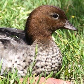 Australian wood duck