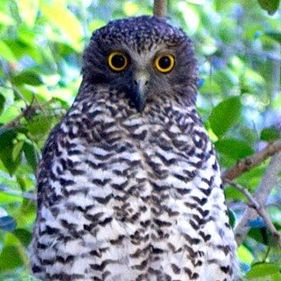 Powerful owl