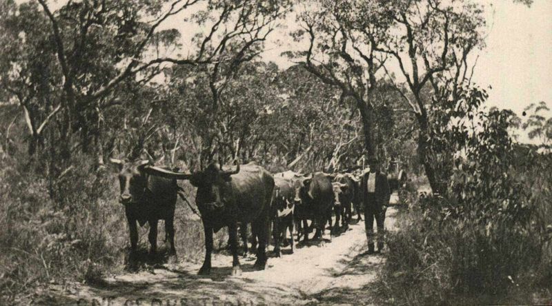 Droving Bullock in times past, Booderee National Park.