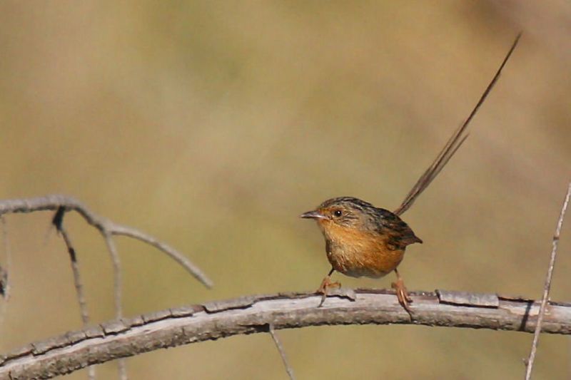 Southern emu-wren.