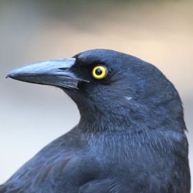 Pied currawong