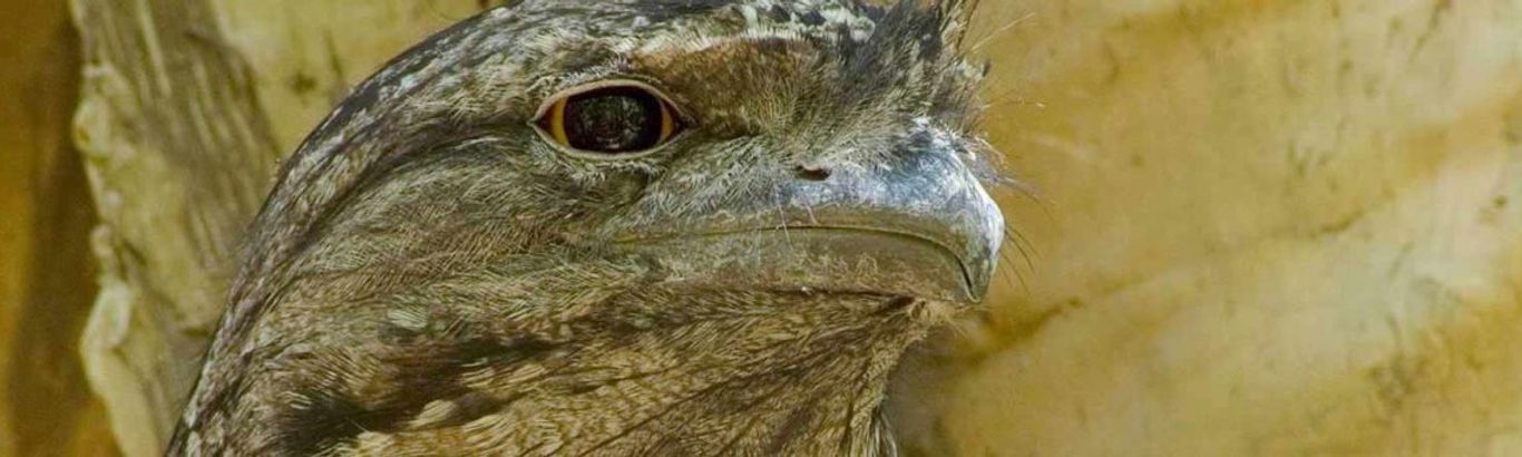 Tawny Frogmouth