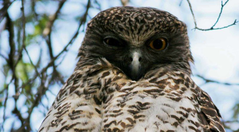 The powerful owl| Booderee National Park.