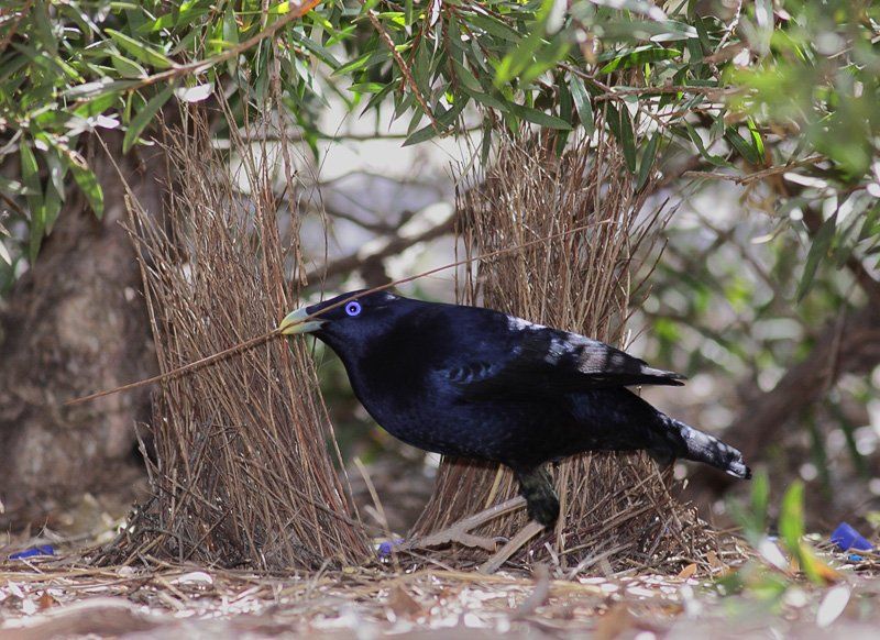 Satin bowerbird.