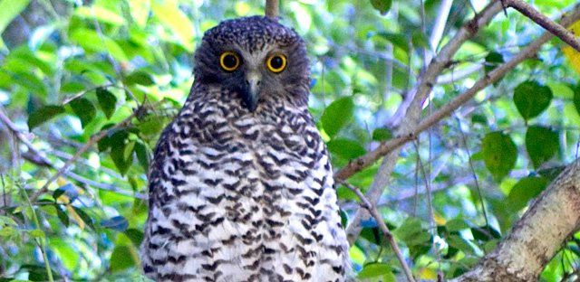 Powerful owl.