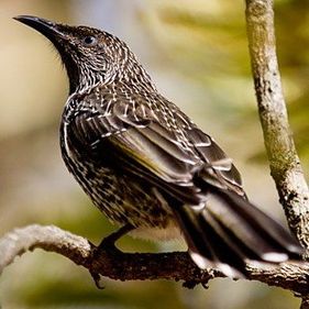 Little wattlebird