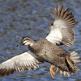 Pacific black duck