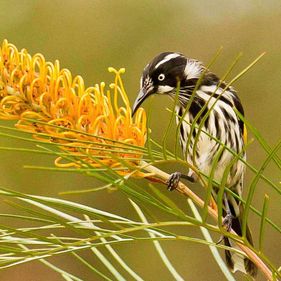 New Holland honeyeater